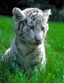 tigre blanc